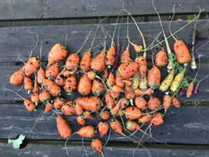 Home Grown Carrots