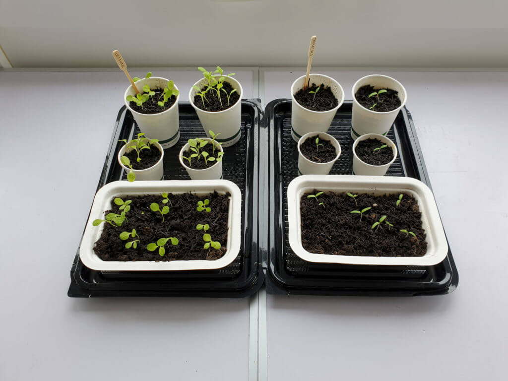 Planting Veg Seeds in Biodegradable Packaging