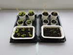 Seed Planting in Compostable Pots Week 3