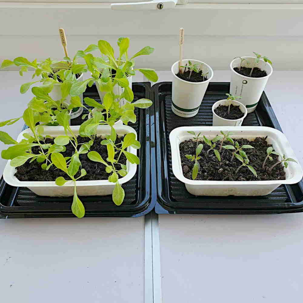 Week 4 growing veg in biodegradable packaging