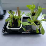 Lettuce in Compostable Pots Week 6