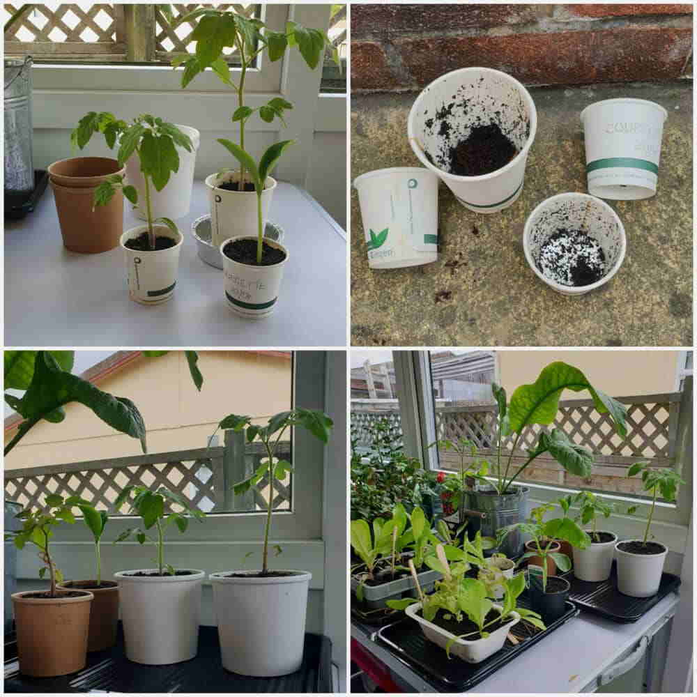 Seed Planting in Vegware Pots