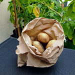 Brown Paper Bag with Spuds