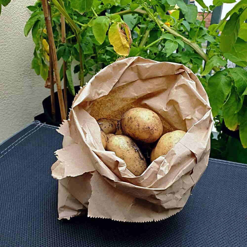 Brown Paper Bag with Spuds